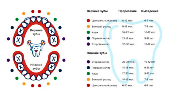 Молочные зубы схема выпадения. Прорезывание зубов в Молочном прикусе. Самый короткий интервал выпадения зубов молочных.