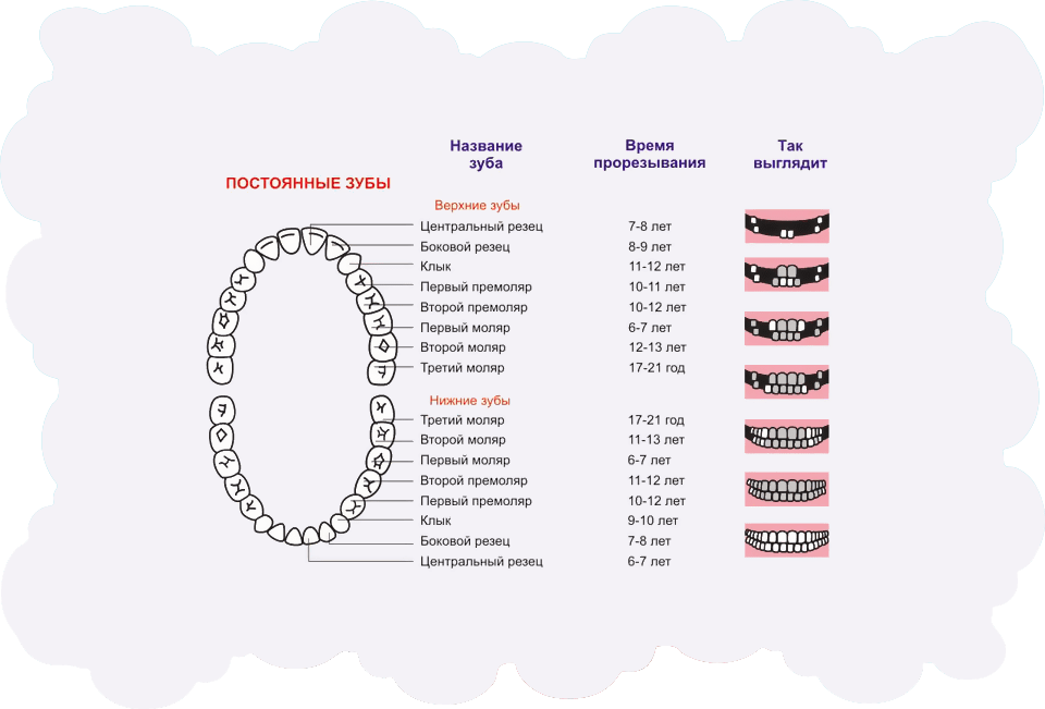 Когда вырастают 6. Зубы постоянные у детей порядок прорезывания.